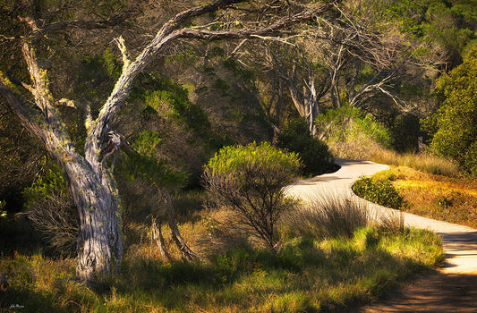 Merimbula Boardwalk - One