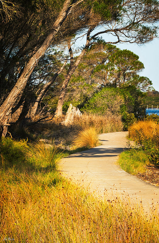 Merimbula Boardwalk - Three