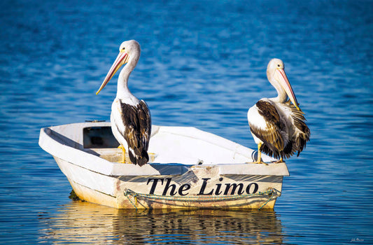 Pelican's Limo