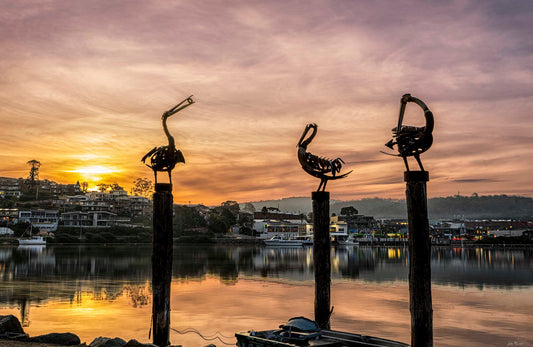 Pelican Sculptures Merimbula