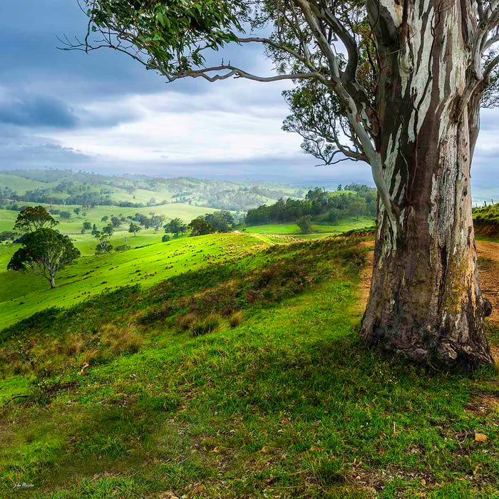 Bega Countryside