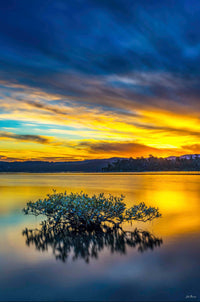 Mangrove Tree - Top Lake