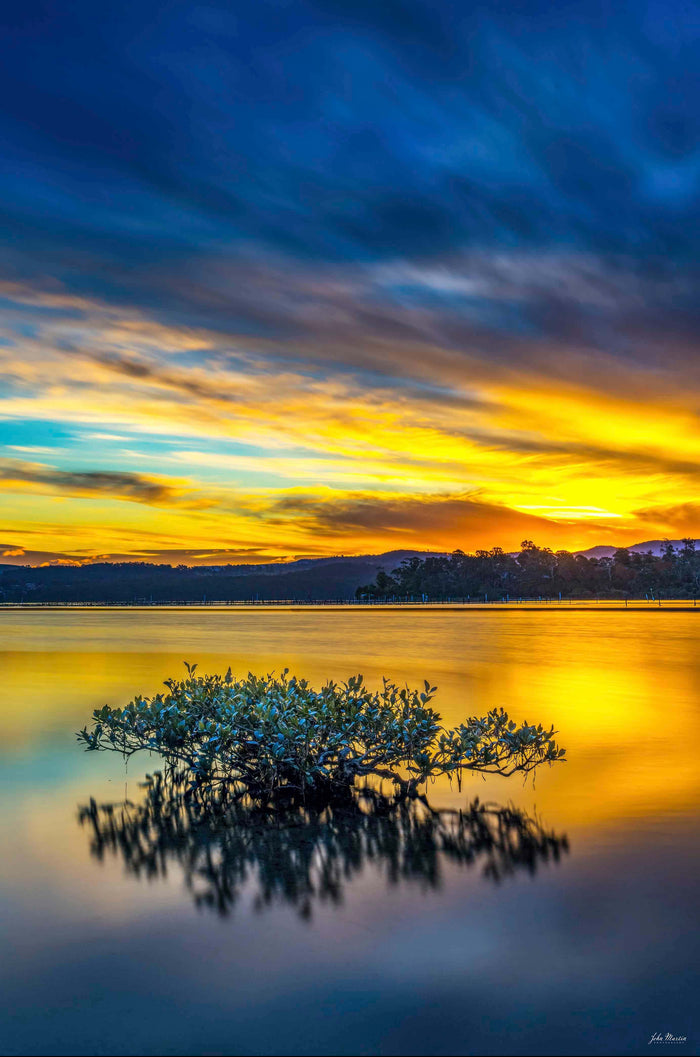 Mangrove Tree - Top Lake