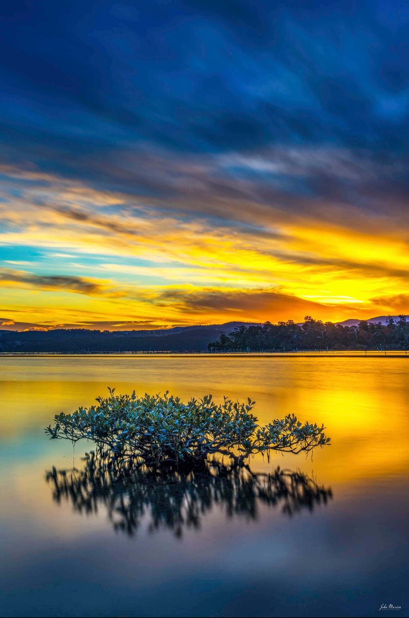 Mangrove Tree - Top Lake