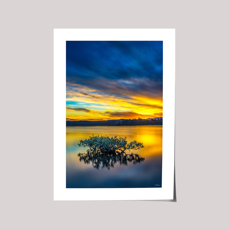 Mangrove Tree - Top Lake