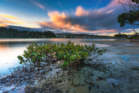 Merimbula Through a Mangrove Tree