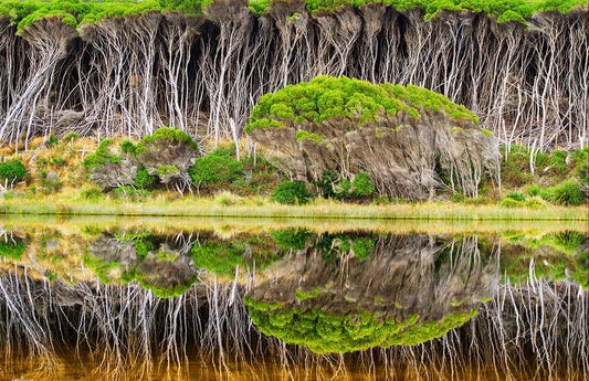 Bournda Reflections