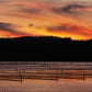 Oyster Beds - Top Lake Merimbula